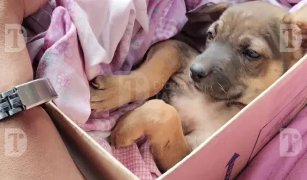 Canela, la cachorra rescatada desde Brasil 