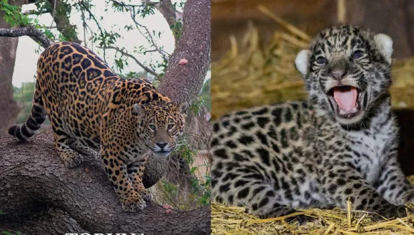 Luego de 70 años de ausencia, hay 28 yaguaretés libres tras su reintroducción en la región