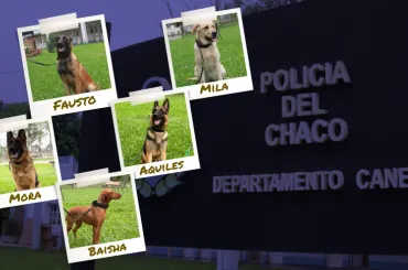 Mora, Baisha, Mila, Fausto y Aquiles: los perros policías que trabajan para la seguridad del Chaco