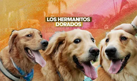 Día del animal - animales - perros - golden retriever. 